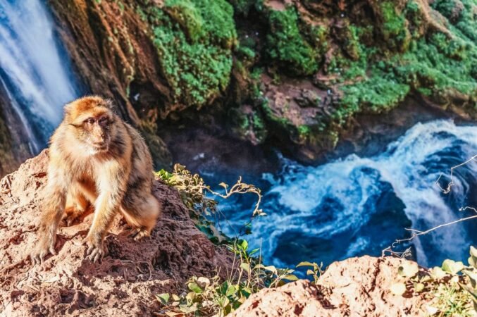 ouzoud-monkey